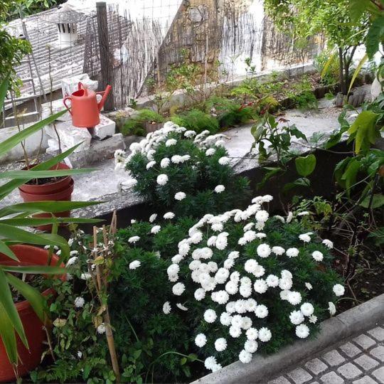 Apartament Tonic Flat *